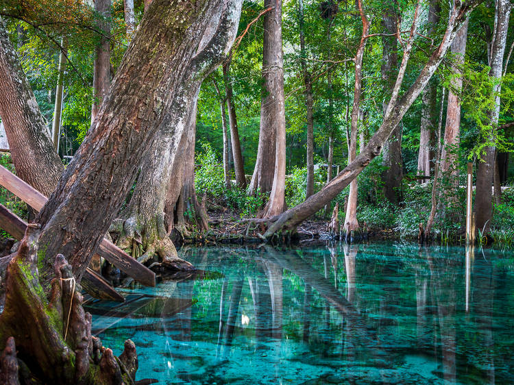 The best natural springs near Miami for a refreshing dip and unique wildlife The best natural springs near Miami for a refreshing dip and unique wildlife
